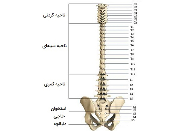 مهره های بدن