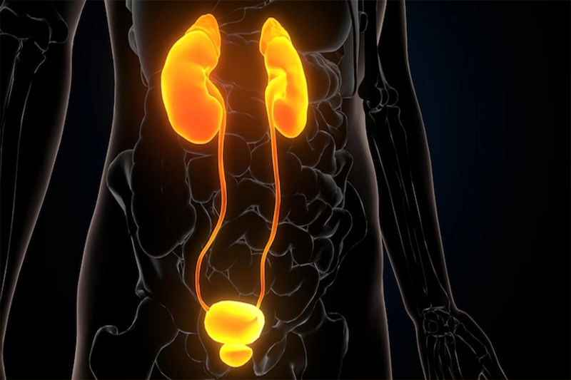 ادراری و تناسلی